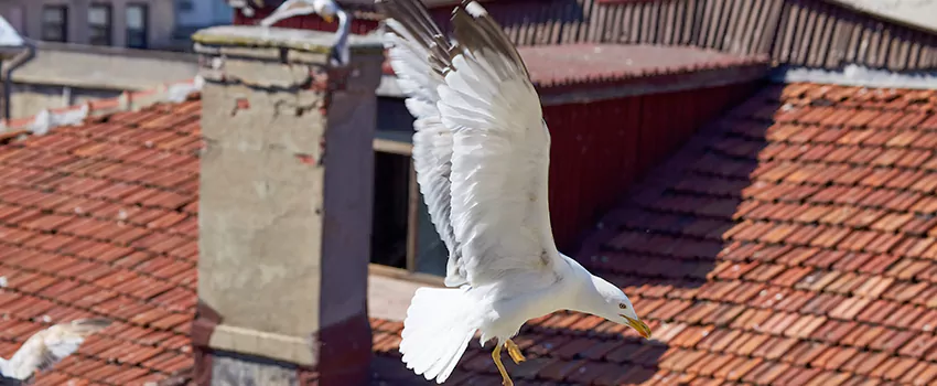 Residential Chimney Animal Removal Solution in Longview, WA