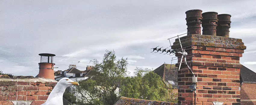 Chimney Cleaning And Restoration in Longview, Washington